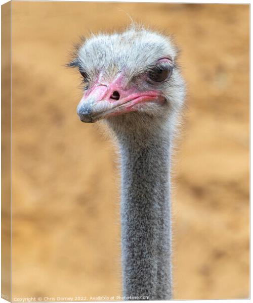 Ostrich Close-up Canvas Print by Chris Dorney