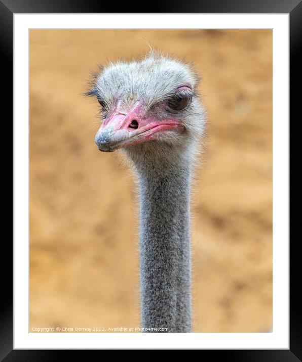 Ostrich Close-up Framed Mounted Print by Chris Dorney