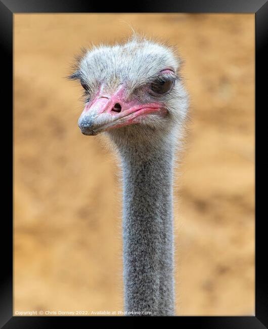 Ostrich Close-up Framed Print by Chris Dorney