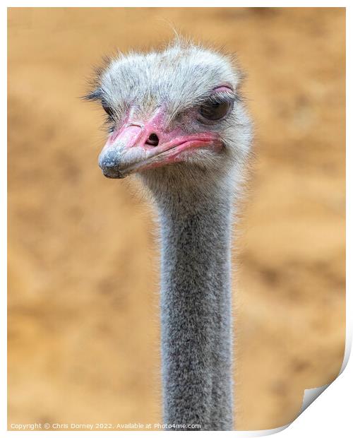 Ostrich Close-up Print by Chris Dorney