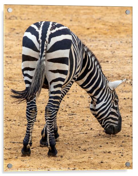Zebra Acrylic by Chris Dorney