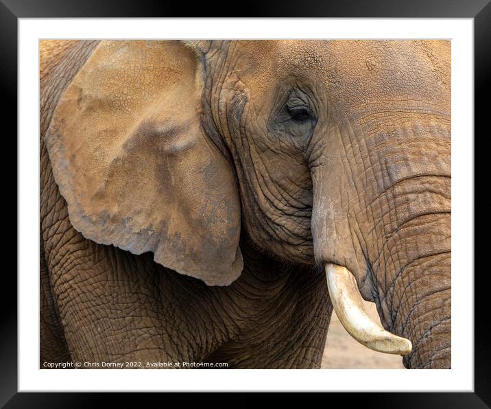Close-up of an Elephant Framed Mounted Print by Chris Dorney