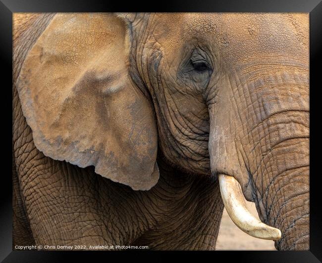 Close-up of an Elephant Framed Print by Chris Dorney