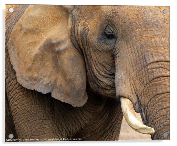 Close-up of an Elephant Acrylic by Chris Dorney