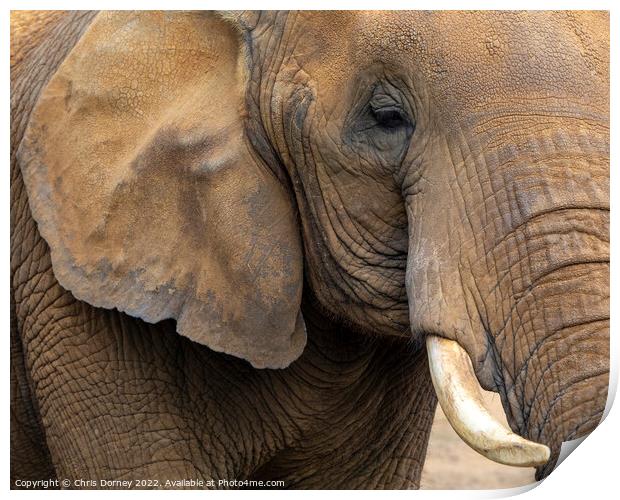 Close-up of an Elephant Print by Chris Dorney