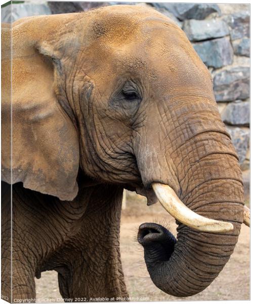 Close-up of an Elephant Canvas Print by Chris Dorney