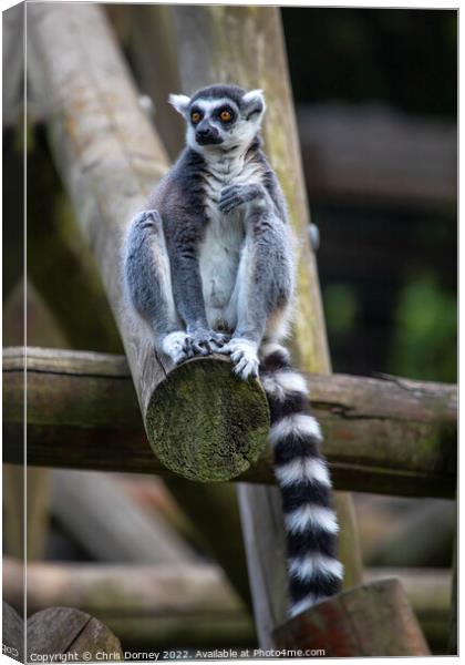 Ring-Tailed Lemur Canvas Print by Chris Dorney