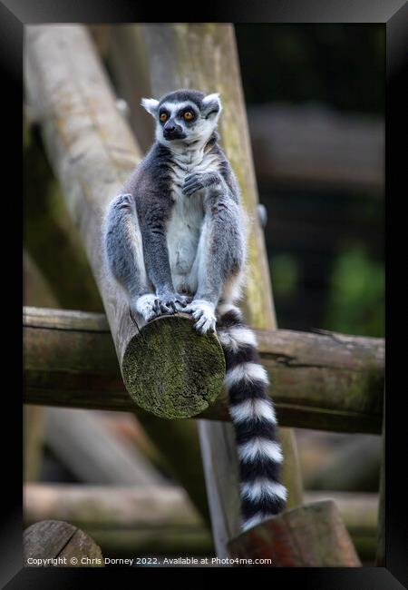 Ring-Tailed Lemur Framed Print by Chris Dorney