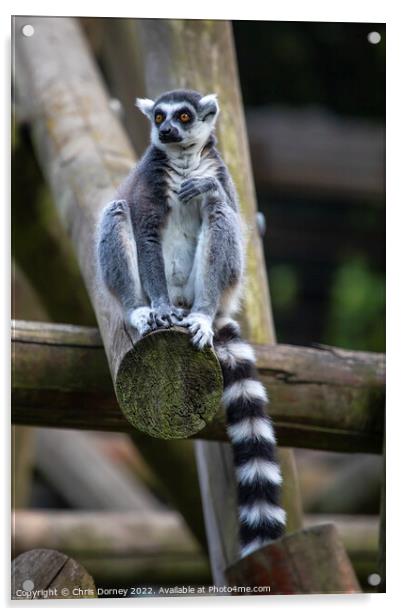 Ring-Tailed Lemur Acrylic by Chris Dorney