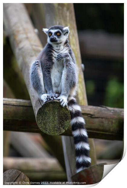 Ring-Tailed Lemur Print by Chris Dorney