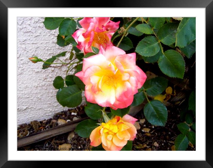 Roses Framed Mounted Print by Stephanie Moore