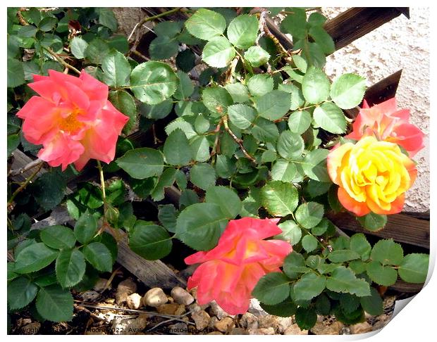 Roses leaves garden Print by Stephanie Moore