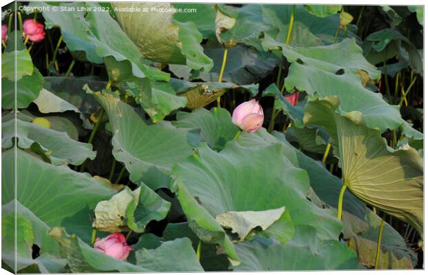 Pink lotus in the pond  Canvas Print by Stan Lihai