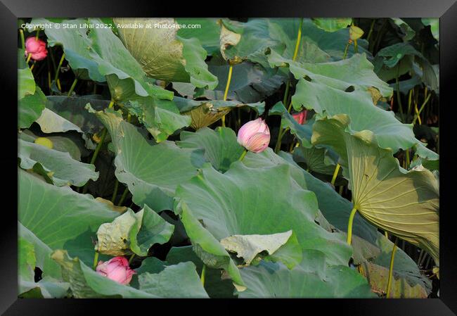 Pink lotus in the pond  Framed Print by Stan Lihai