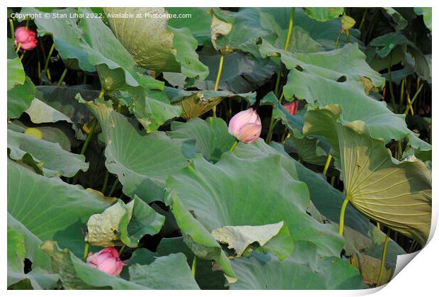 Pink lotus in the pond  Print by Stan Lihai