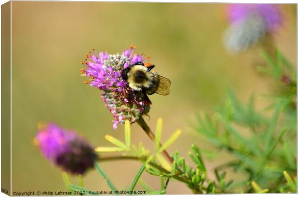 Bumble Bee on Clover (4B) Canvas Print by Philip Lehman