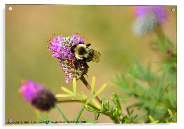 Bumble Bee on Clover (4B) Acrylic by Philip Lehman