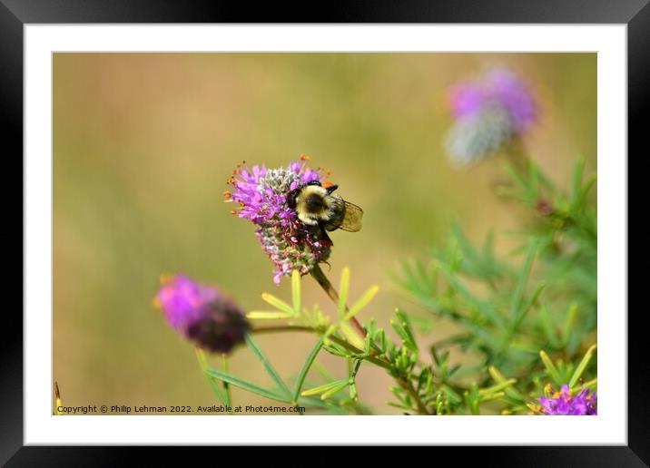 Bumble Bee on Clover (4A) Framed Mounted Print by Philip Lehman