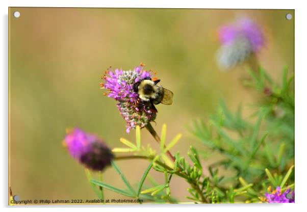 Bumble Bee on Clover (4A) Acrylic by Philip Lehman