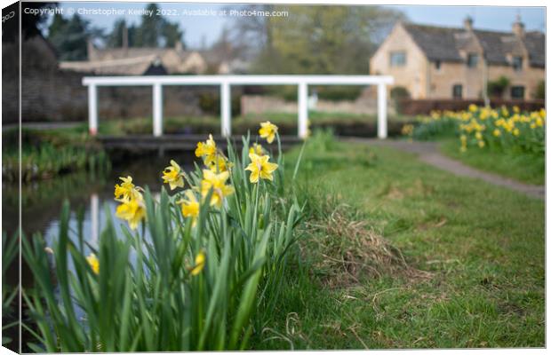 Daffodils in Lower Slaughter Canvas Print by Christopher Keeley