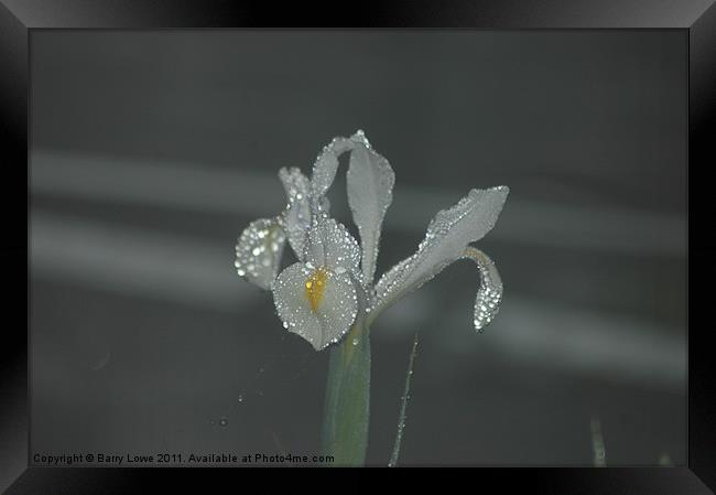 Crystal Bloom Framed Print by Barry Lowe