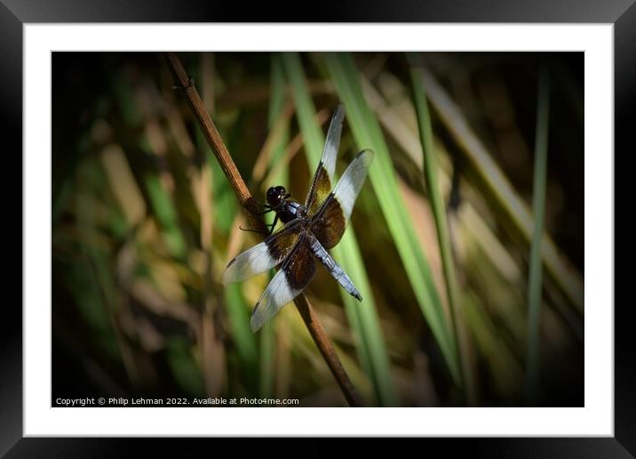 Dragonfly on grass (2B) Framed Mounted Print by Philip Lehman