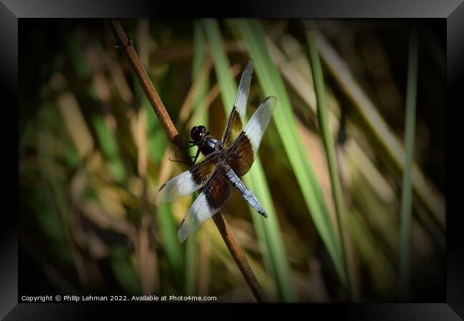 Dragonfly on grass (2B) Framed Print by Philip Lehman