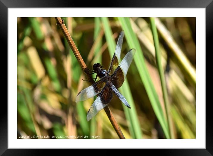 Dragonfly on grass (2E) Framed Mounted Print by Philip Lehman