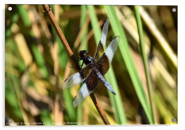 Dragonfly on grass (2E) Acrylic by Philip Lehman