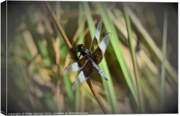 Dragonfly on grass (2D) Canvas Print by Philip Lehman