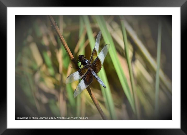 Dragonfly on grass (2D) Framed Mounted Print by Philip Lehman