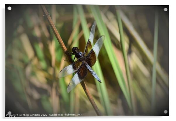 Dragonfly on grass (2D) Acrylic by Philip Lehman