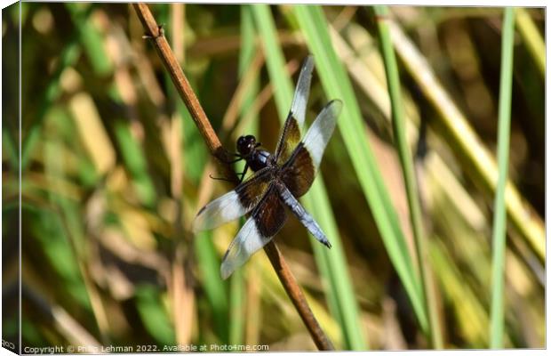 Dragonfly on grass (2A) Canvas Print by Philip Lehman