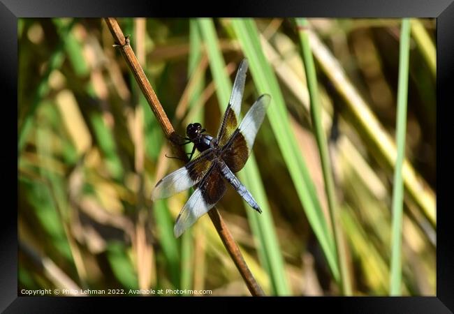 Dragonfly on grass (2A) Framed Print by Philip Lehman