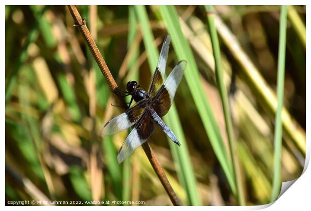 Dragonfly on grass (2A) Print by Philip Lehman