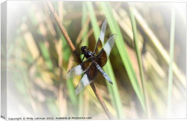 Dragonfly on grass (2C) Canvas Print by Philip Lehman