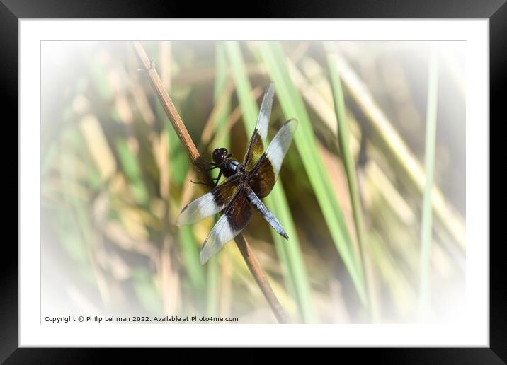 Dragonfly on grass (2C) Framed Mounted Print by Philip Lehman