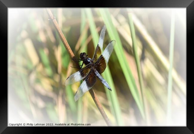 Dragonfly on grass (2C) Framed Print by Philip Lehman