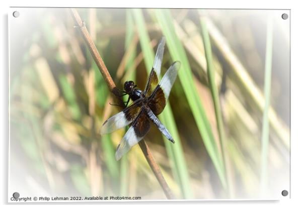 Dragonfly on grass (2C) Acrylic by Philip Lehman