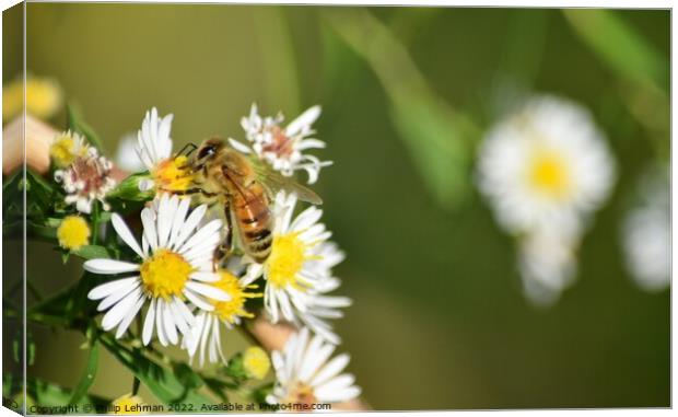 Honey Bees on White Asters (27A) Canvas Print by Philip Lehman