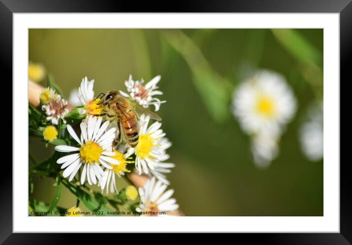 Honey Bees on White Asters (27A) Framed Mounted Print by Philip Lehman