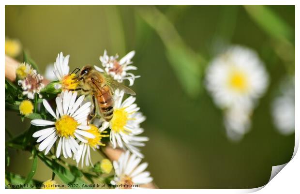 Honey Bees on White Asters (27A) Print by Philip Lehman