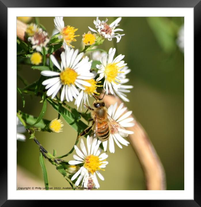 Honey Bees on White Asters (22A) Framed Mounted Print by Philip Lehman