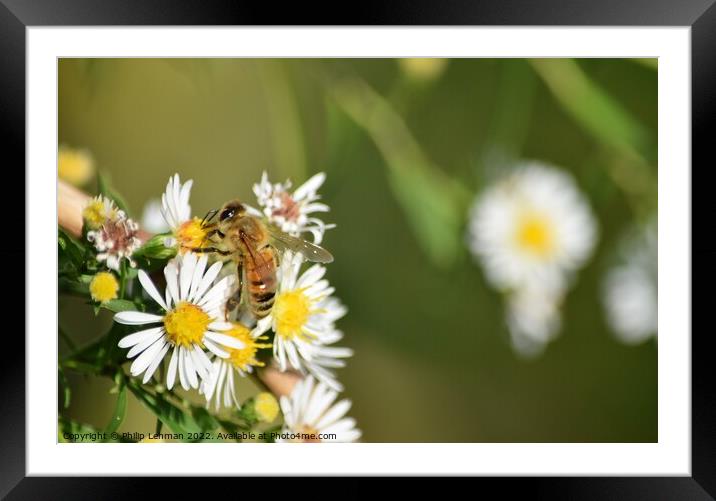 Honey Bees on White Asters (26A) Framed Mounted Print by Philip Lehman