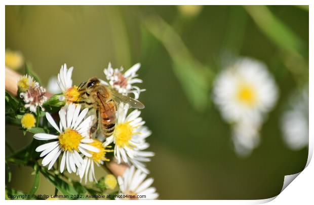 Honey Bees on White Asters (26A) Print by Philip Lehman