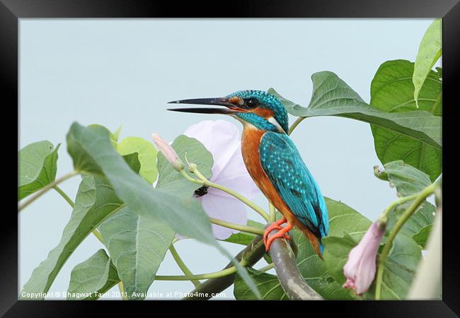 Common Kingfisher Framed Print by Bhagwat Tavri