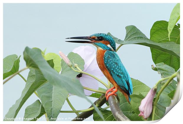 Common Kingfisher Print by Bhagwat Tavri
