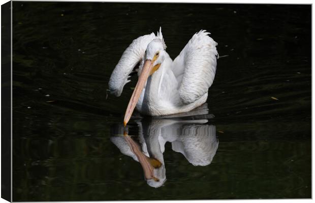 American White Pelican In The Lake Canvas Print by Artur Bogacki