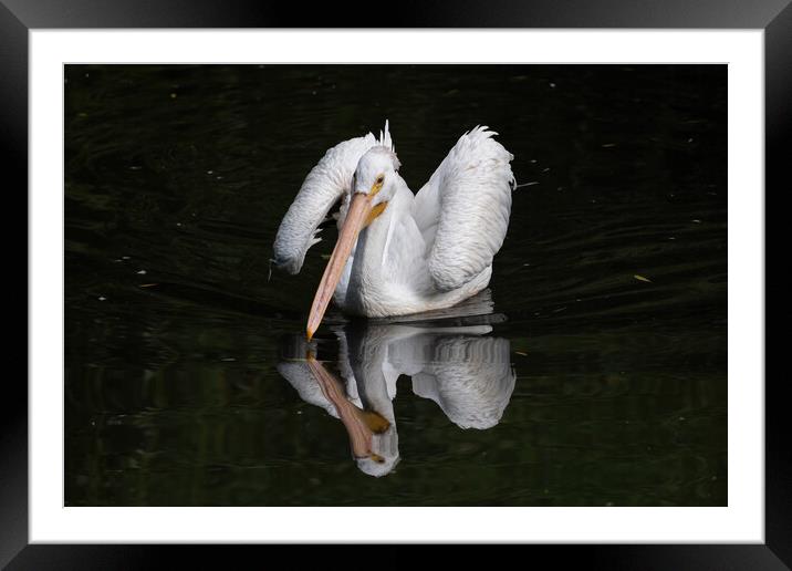 American White Pelican In The Lake Framed Mounted Print by Artur Bogacki