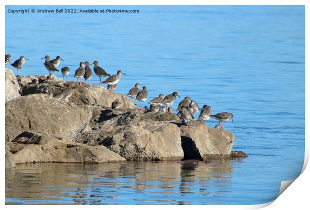 Redshanks on rocks Print by Andrew Bell